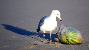99% of Seabirds Will Have Plastic in Their Guts Within Decades