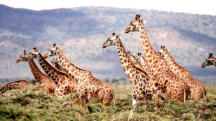 Conservationists Sound Alarm on Plummeting Giraffe Numbers