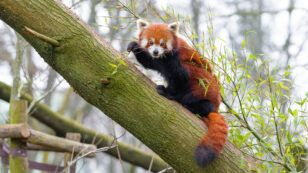 Red Pandas Are Actually Two Species, Study Finds