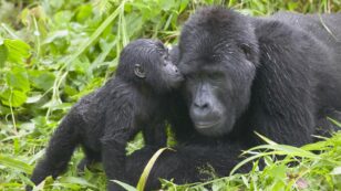 Great Apes Could Lose 94% of African Home Due to Climate Crisis and Other Human Actions, Study Finds