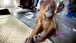 Orphaned Orangutan Gets Second Chance After His Home Was Destroyed by Palm Oil