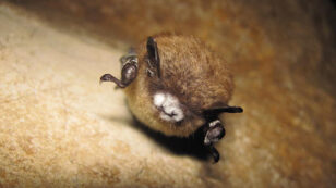 Fatal Fungal Disease Linked to Millions of Bat Deaths Confirmed in Texas