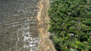 Global Rainforest Destruction Surged in 2020, Study Finds