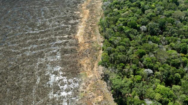 Global Rainforest Destruction Surged in 2020, Study Finds