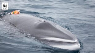 Scientists Connect Camera to Minke Whale in World-First Study