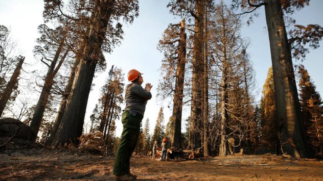 Monarch Sequoias Can Live 3,000 Years, But Earth Lost 10% of Them All in 2020