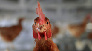 Brazil’s Leading Food Retailer Goes Cage-Free