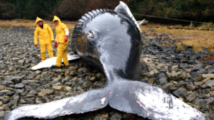 NOAA Launches Investigation Into Unusually High Humpback Whale Die-Offs