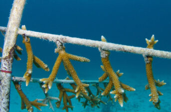 Gardening the Seas to Save the World’s Corals