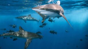 Senate Bans Shark Fin Trade and Addresses Forced Labor and Illegal Fishing