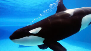 SeaWorld to End Captive Breeding of Killer Whales