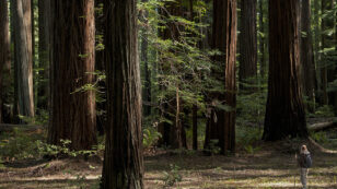 Tribute to the ‘Mighty Redwoods’ Wins EcoWatch Earth Day Photo Contest