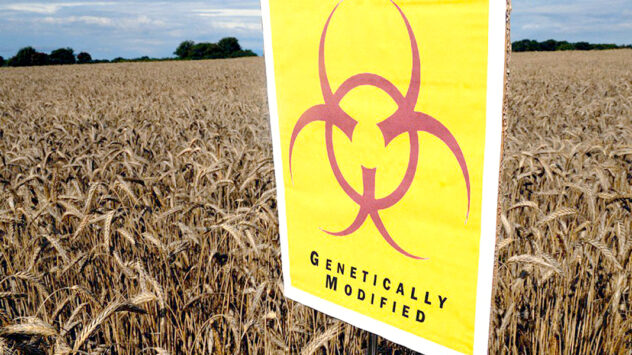 Has Europe Been Right All Along to Renounce GE Crops?