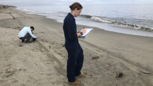Mysterious Oil Spill Spreads Along 11 Miles of Delaware Beach
