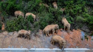 15 Elephants Are on a Mysterious, Epic Journey Across China