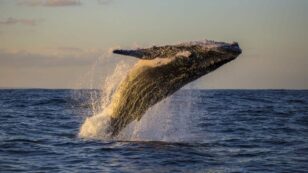 Climate Change Is Affecting Humpback Whale Migration — and Tourism