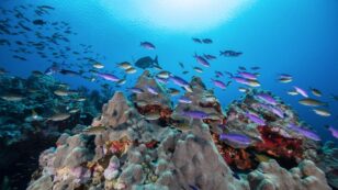 Oceana Completes First Scientific Expedition to Protect Gulf of Mexico Reefs