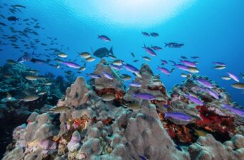 Oceana Completes First Scientific Expedition to Protect Gulf of Mexico Reefs