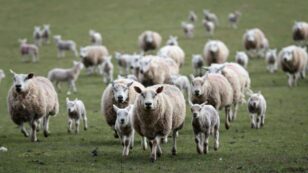 UK Announces First Live Animal-Export Ban in Europe