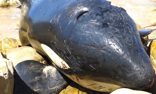 Yogurt Cups, Food Wrappers and a Shoe Found in Stomach of Dead Orca