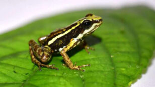 How Poison Frogs Could Crush Addiction