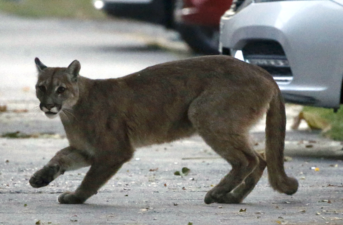 Multiple Cougars Seen Wandering the Streets of Santiago Amid Coronavirus Lockdown