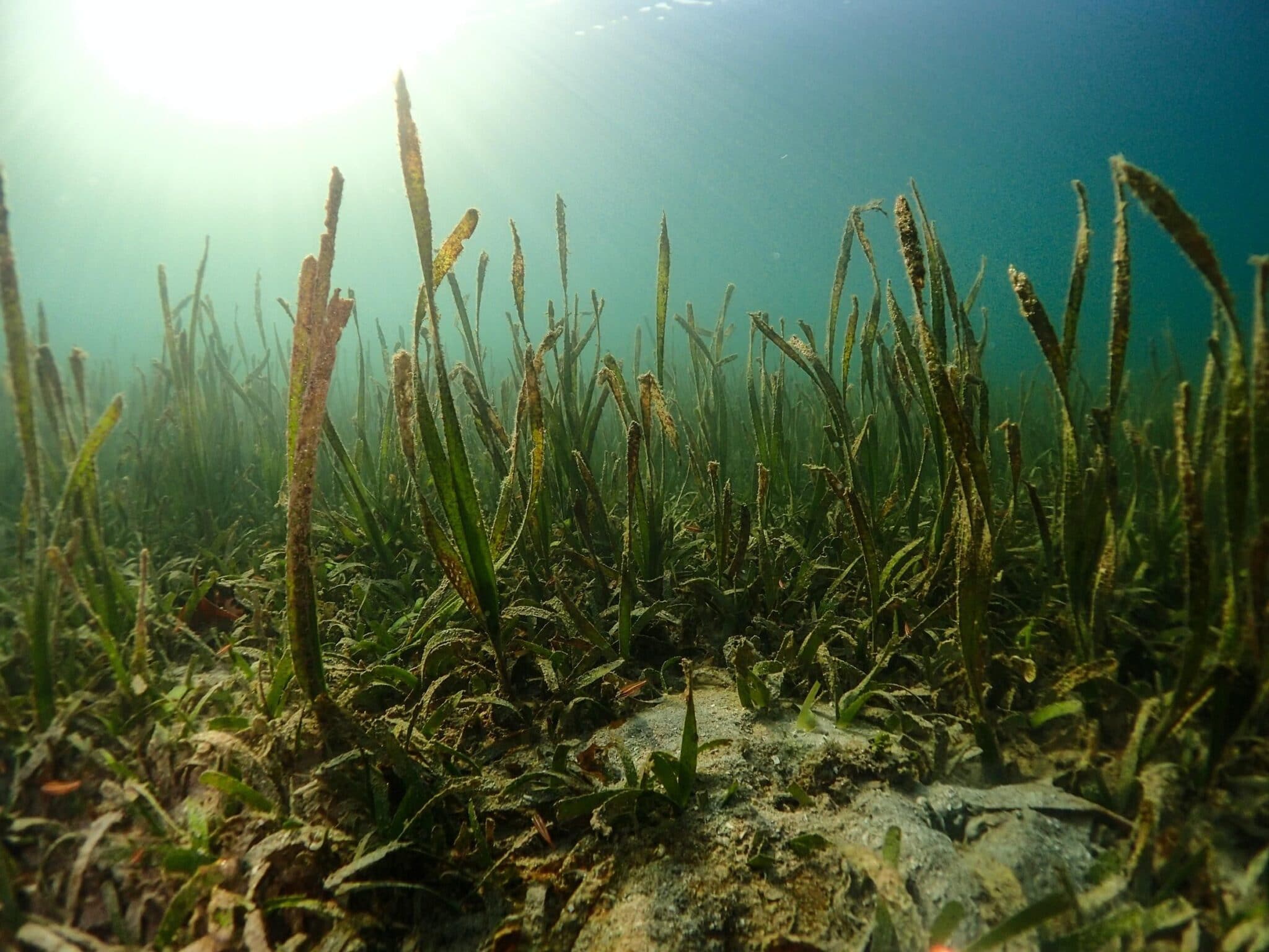 A healthy seagrass bed.