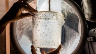 FDA Approves Genetically Modified Mosquitoes to Combat Zika in Florida