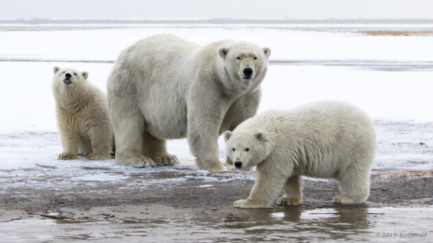Sea Ice Loss Is Making Polar Bears Thinner, and They’re Having Fewer Cubs