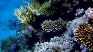 Northern Red Sea Could Be Unique Global Warming Refuge for Coral