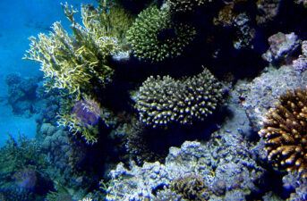 Northern Red Sea Could Be Unique Global Warming Refuge for Coral