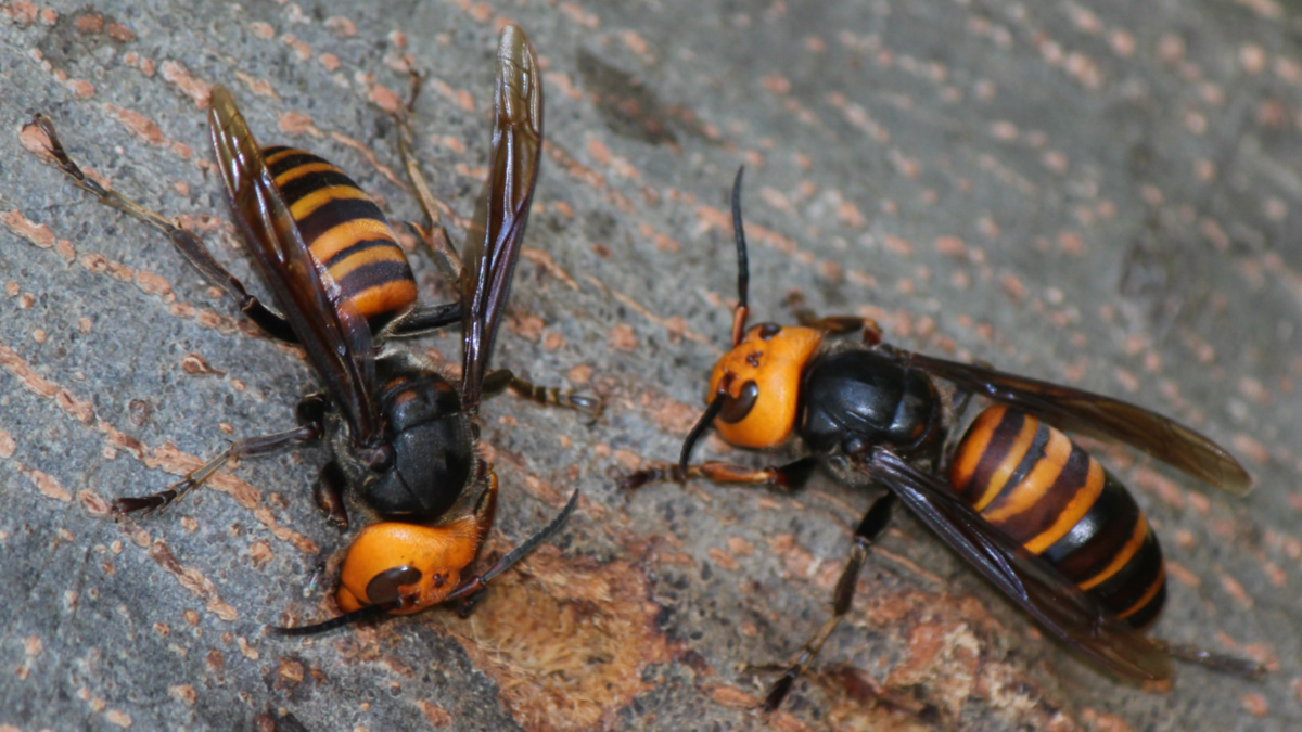 What Are Asian Giant Hornets, and Are They Really Dangerous?