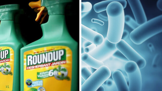 Monsanto’s Roundup Destroys Healthy Microbes in Humans and in Soils