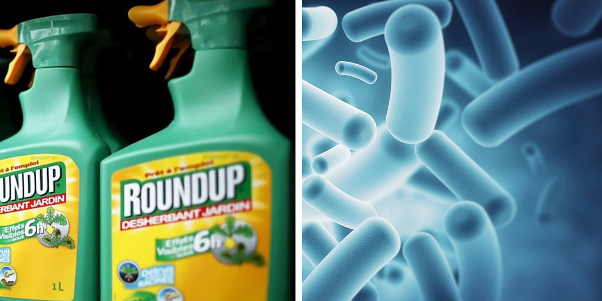 Monsanto’s Roundup Destroys Healthy Microbes in Humans and in Soils