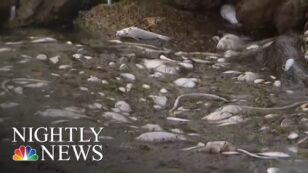Florida Gov. Scott Issues Emergency Order for Toxic Red Tide