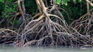 Amazon Mangroves ‘Twice as Carbon Rich’ as Its Rainforests