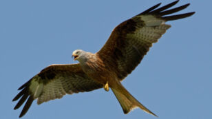 Red Kites Are Thriving in UK Thanks to Conservation Effort