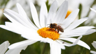 7-Mile ‘Bee Corridor’ of Wildflowers Will Feed London’s Pollinators This Summer