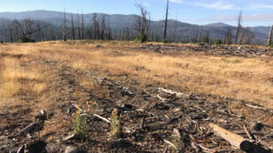 Congress, Trump Exploit Fire Tragedy to Promote Logging Agenda