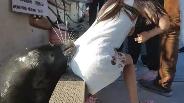 Sea Lion Drags Girl Into Water After Family’s ‘Reckless Behavior’