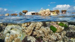 Australia Downgrades Great Barrier Reef Outlook to ‘Very Poor’
