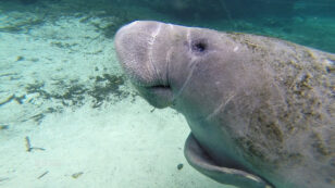 The Shocking Number of Florida Manatees Killed by Boats Last Year