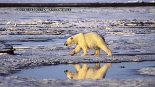 GOP Tax Bill Sneaks Plan to Drill Arctic Refuge