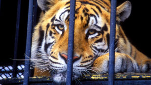 The Tragic Tale of Tony the Truck Stop Tiger