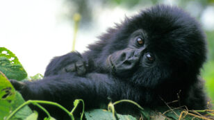 60% of the World’s Primates Face Extinction