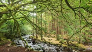 Ireland to Plant 440 Million Trees in 20 Years to Fight Climate Change
