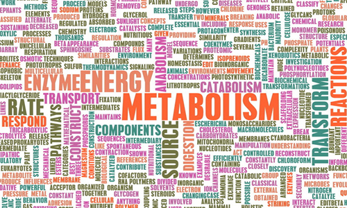 7 Ways to Increase Your Metabolism