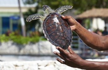 World’s Largest Travel Website Stops Selling Tickets to Cayman Turtle Centre