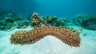 Sea Cucumbers: The Excremental Heroes of Coral Reef Ecosystems