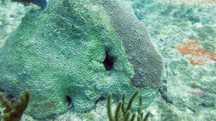Coral Disease Spreading in Caribbean Linked to Wastewater From Ships
